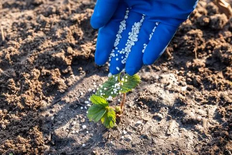 Enriching the soil with useful components, spring work of gardener Stock Photos
