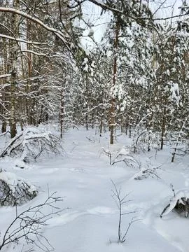 Ense Forest with Snowy Tree Branches Stock Photos