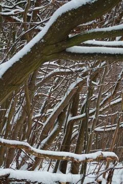 Ensemble of forest trunks bent from the wind Stock Photos
