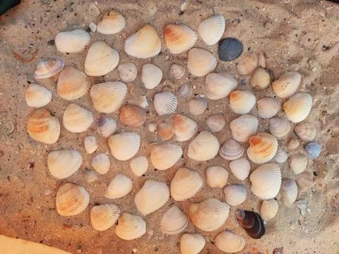 Ensemble of seashells on the sand Stock Photos