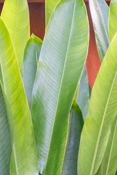 Ensete lasiocarpum close up, front side of leaf Stock Photos