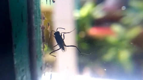 Ensign Wasp Climbing Up Window Glass 스톡 동영상 343091751
