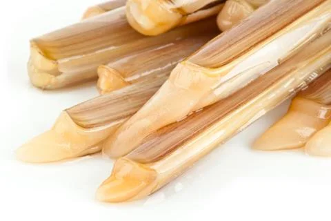 Ensis siliqua Stock Photos
