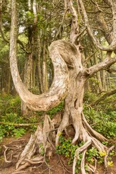 The Ent of Ucluelet Stock Photos