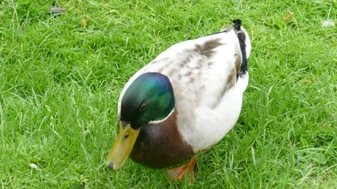 Ente auf einer Wiese l, Anas platyrhynchos, Deutschland, Europa Stock Footage 148733547