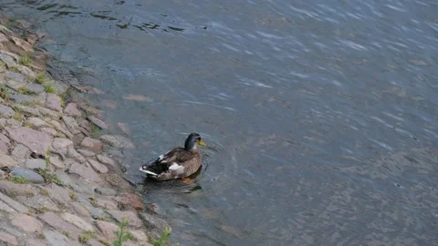 Ente putzig Stockbeeldmateriaal 217713059