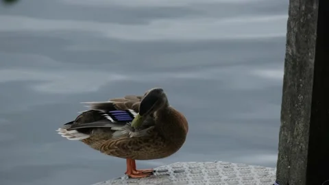 Ente putzt sich Stockbeeldmateriaal 217775826
