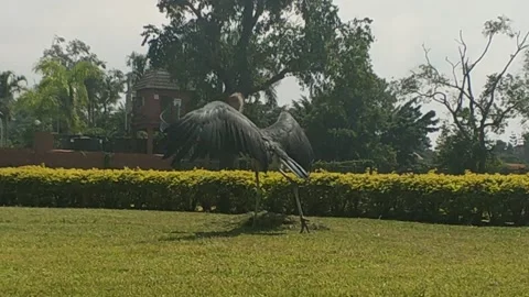 Entebbe 库存影片 132219188