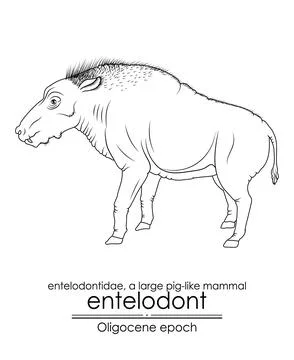 Entelodont, also known as the hell pig, was a large pig-like mammal Stock Illustration