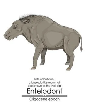 Entelodont, also known as the hell pig Stock Illustration
