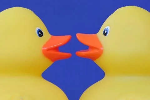 Enten Stock Photos