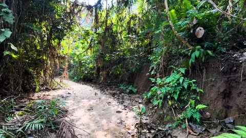 Entering into a deep forest Stock Footage 288162598