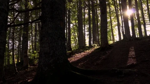 Entering the forest. Nature background Stock Footage 80675980