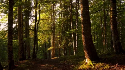 Entering the forest with sun beams. Nature background Stock Footage 80661121