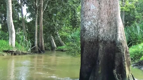 Entering the forest trough the river by boat Stock Footage 248036749