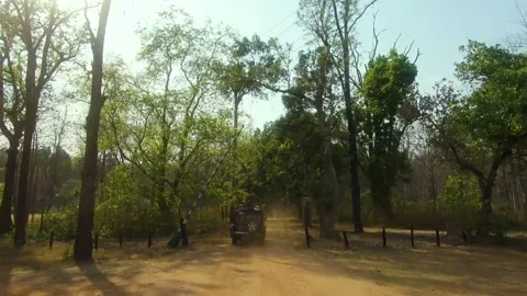 Entering the Jungle Stock Footage 206805609