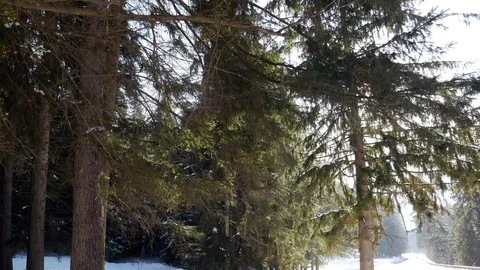 Entering light in to the pine forest Stock Footage 103501043