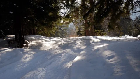 Entering light in to the pine forest at wintertime Stock Footage 103500986