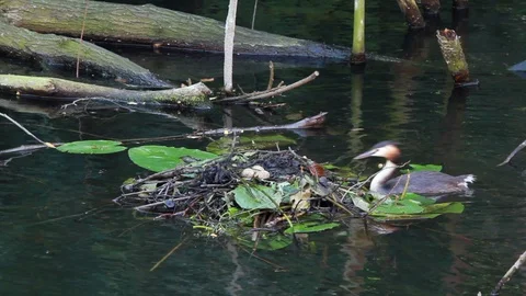 Entering the nest Stock Footage 98053724