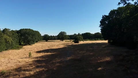 Entering Open Summer Field In Rural Nature Landscape Under Blue Sky Stock Footage 341669149