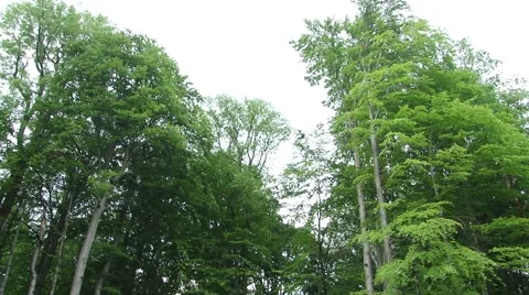 Entering  Path to Deep Forest Stock Footage 46113691