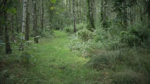 Entering slowly green forest. Stock Footage 160333241
