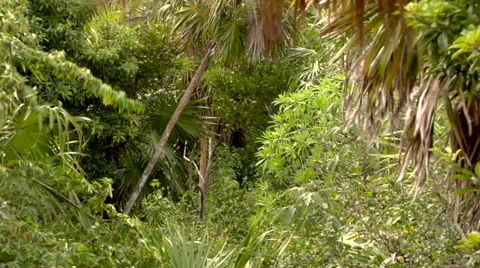 Entering a Tropical Forest Video stock 40668982