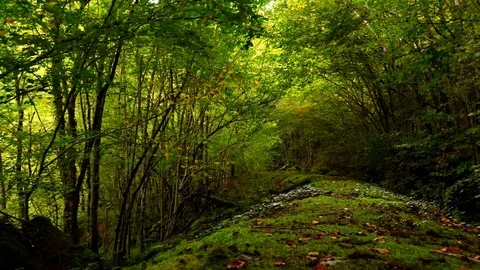 Entering the wild forest. Nature background Stock Footage