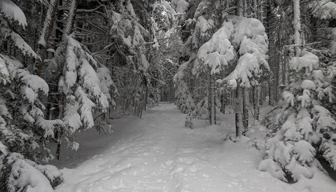 Entering the Winter Forest Stock Photos