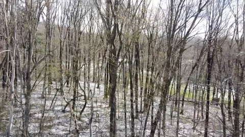 Entering the Woods in the Sky Stock-Footage 145953729