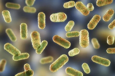 Enterobacter bacteria, gram-negative rod-shaped bacteria, part of normal micr Stock Illustration