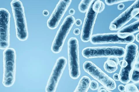 Enterobacteriaceae bacteria, gram-negative rods including Escherichia coli an Stock Illustration