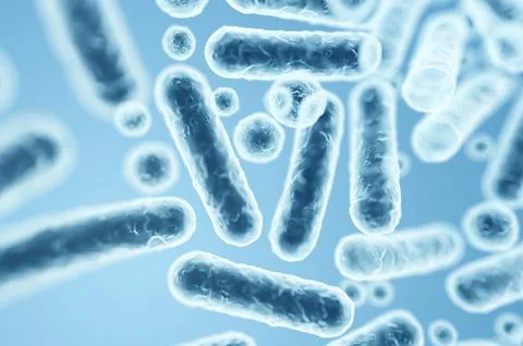 Enterobacteriaceae bacteria, gram-negative rods, close-up of microorganisms c Stock Illustration