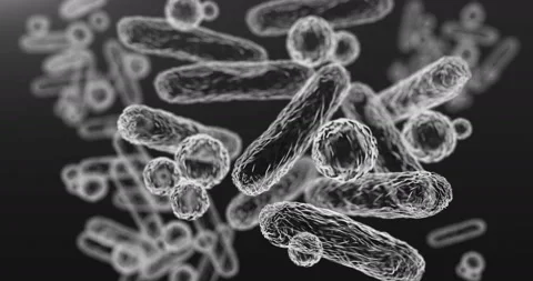 Enterobacteriaceae, gram-negative rod-shaped bacteria Video stock 121495865