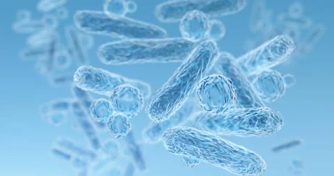 Enterobacteriaceae, gram-negative rod-shaped bacteria Stock Footage 121496250