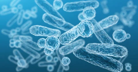 Enterobacteriaceae, gram-negative rod-shaped bacteria Vídeo Stock 121496324