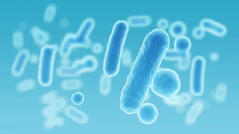 Enterobacteriaceae, gram-negative rod-shaped bacteria 스톡 동영상 249852787