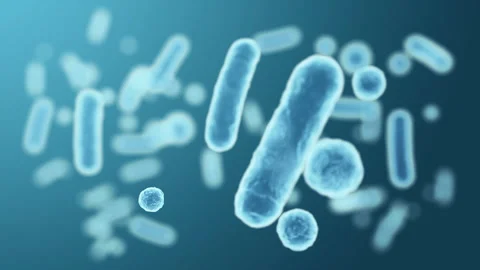 Enterobacteriaceae, gram-negative rod-shaped bacteria 스톡 동영상 249891999