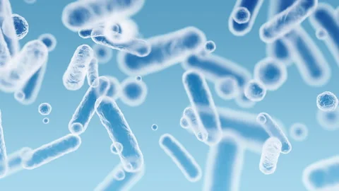 Enterobacteriaceae, gram-negative rod-shaped bacteria 스톡 동영상 256616520