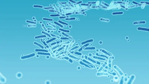 Enterobacteriaceae, gram-negative rod-shaped bacteria Vídeo Stock 259007392