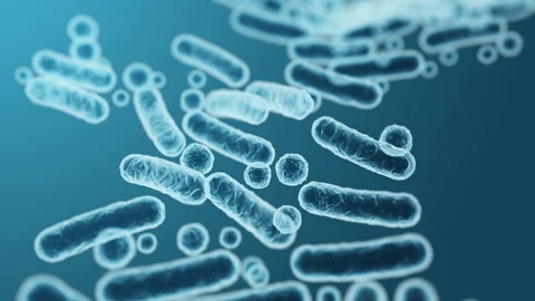 Enterobacteriaceae, gram-negative rod-shaped bacteria 스톡 동영상 259469166