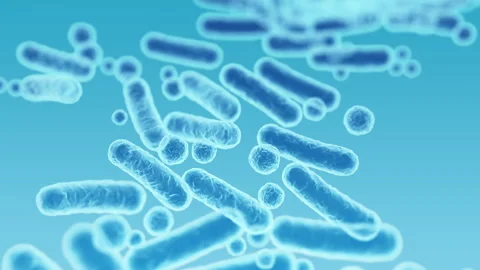Enterobacteriaceae, gram-negative rod-shaped bacteria 스톡 동영상 259469172