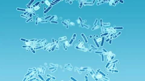Enterobacteriaceae, gram-negative rod-shaped bacteria Video stock 260448838
