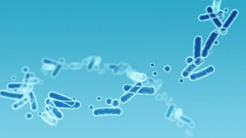 Enterobacteriaceae, gram-negative rod-shaped bacteria Video stock 260522946