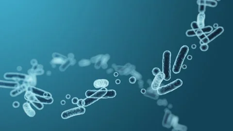 Enterobacteriaceae, gram-negative rod-shaped bacteria Video stock 260522948