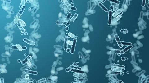 Enterobacteriaceae, gram-negative rod-shaped bacteria Video stock 260594024