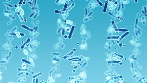 Enterobacteriaceae, gram-negative rod-shaped bacteria Video stock 260594025