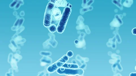 Enterobacteriaceae, gram-negative rod-shaped bacteria Video stock 260596058