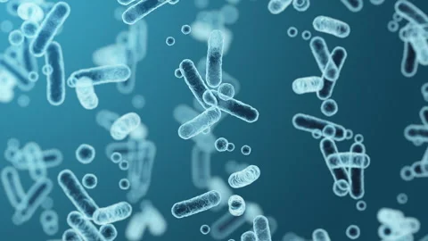 Enterobacteriaceae, gram-negative rod-shaped bacteria Video stock 260793753