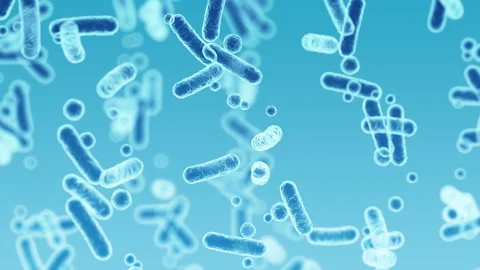 Enterobacteriaceae, gram-negative rod-shaped bacteria Video stock 260793763